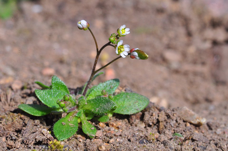 Osívka jarní (Erophila verna). Dosahuje velikosti 3−15 cm, na 1m2 dokáže vyklíčit až 100 rostlin.