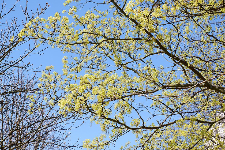 Javor mléč (Acer platanoides). Míza stromů obsahuje asi 4 % cukru a koncem 18. století se z ní vyráběl cukr.