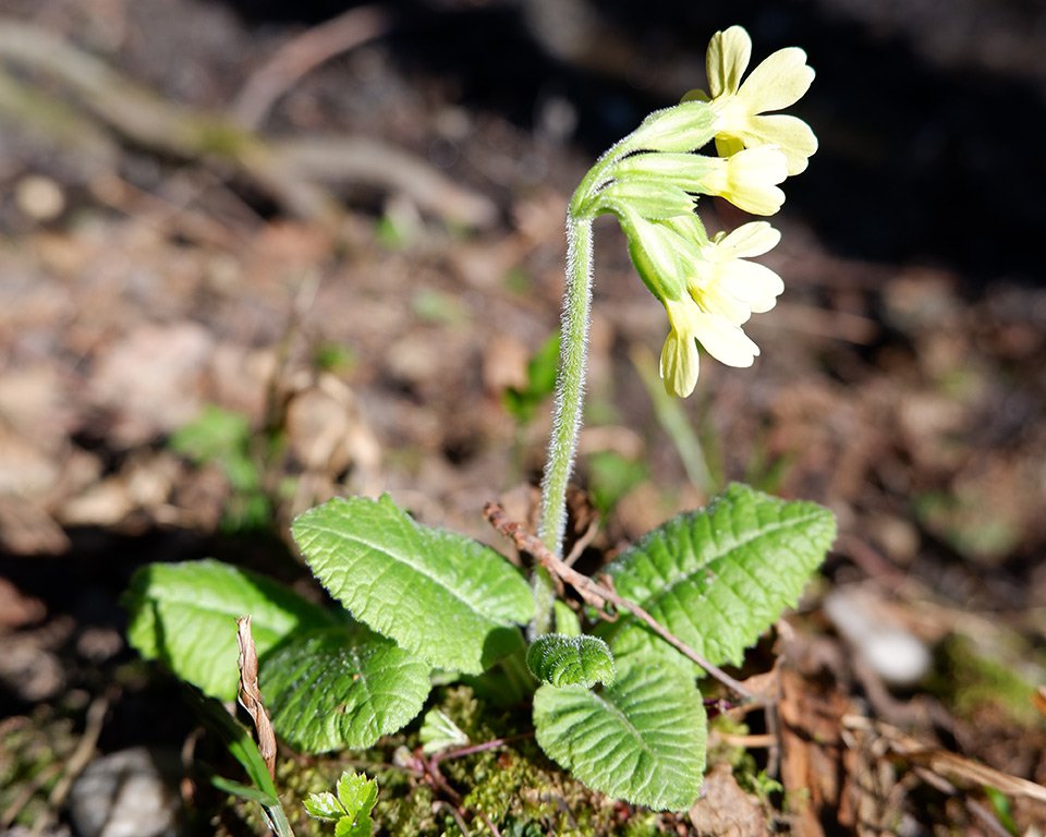 Prvosenka vyšší (Primula elatior). Na rozdíl od prvosenky jarní má prvosenka vyšší přitisklé kalichy a světle žluté květy.