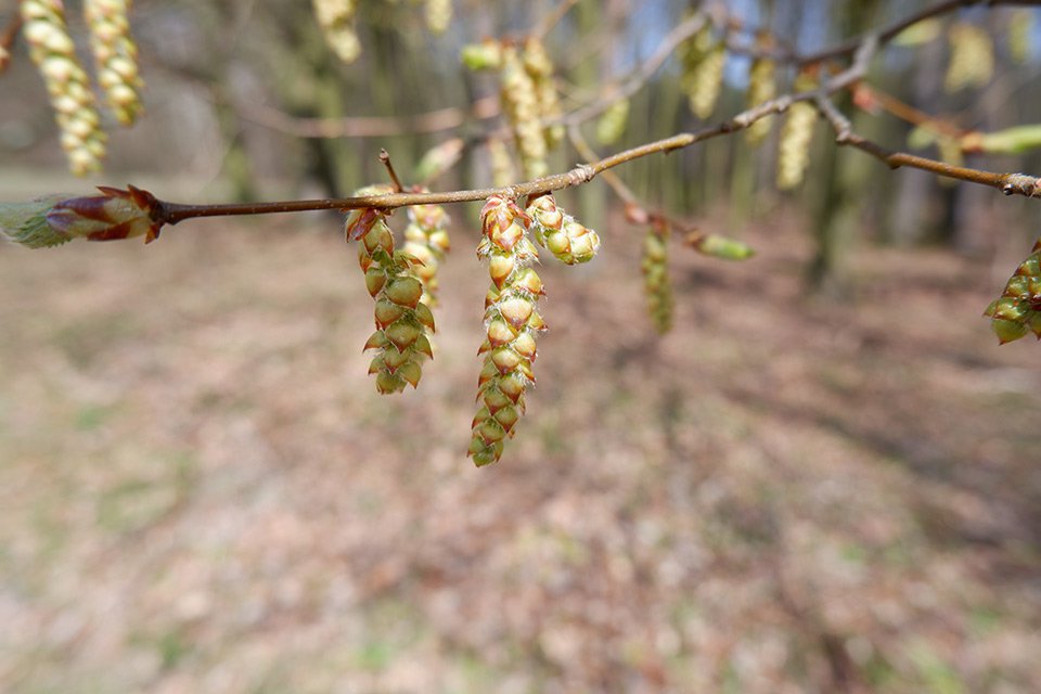 Habr obecný (Carpinus betulus). Samčí jehnědy mají větší velikost než samičí, jsou dlouhé a převislé.