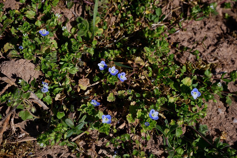 Rozrazil perský (Veronica persica). Kresba na květu představuje optickou směrovku pro hmyz.