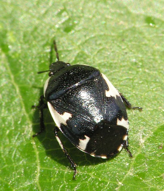 Hrabulka jižní (Tritomegas sexmaculatus)