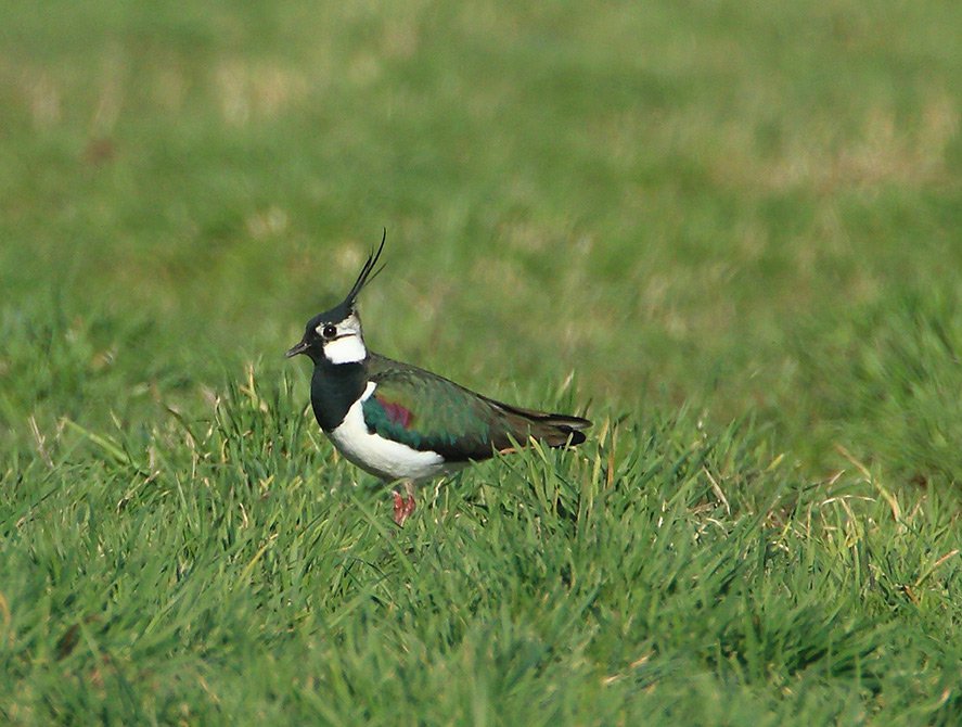 Čejka chocholatá (Vanellus vanellus)