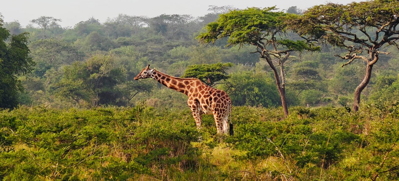 Uganda – země kontrastů, Jakub Kunát