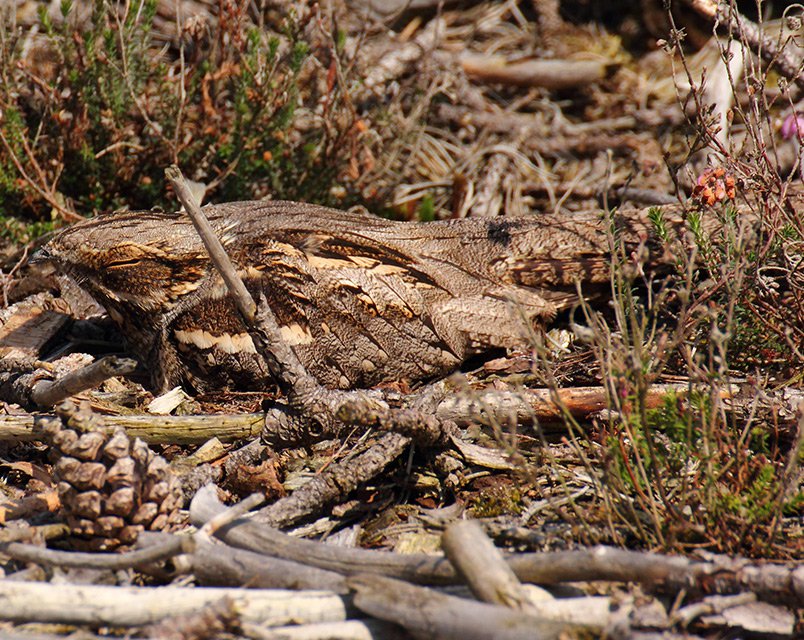 Lelek lesní (Caprimulgus europaeus)