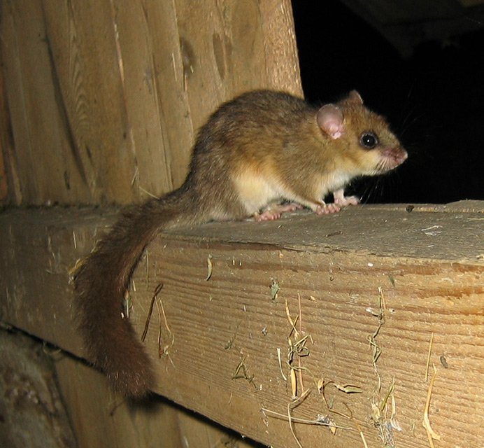 Plch velký (Glis glis)