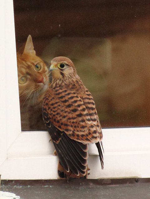 Poštolka obecná (Falco tinnunculus)