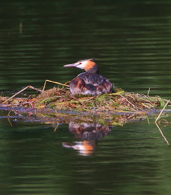 Potápka roháč (Podiceps cristatus)