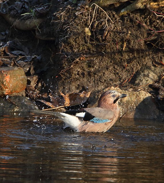 Sojka obecná (Garrulus glandarius)