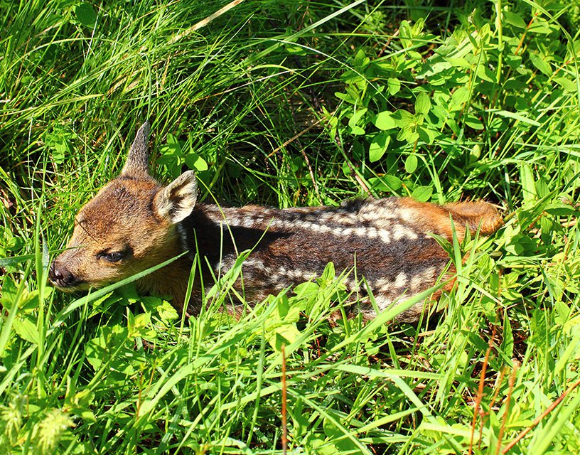 Srnče srnce obecného (Capreolus capreolus)