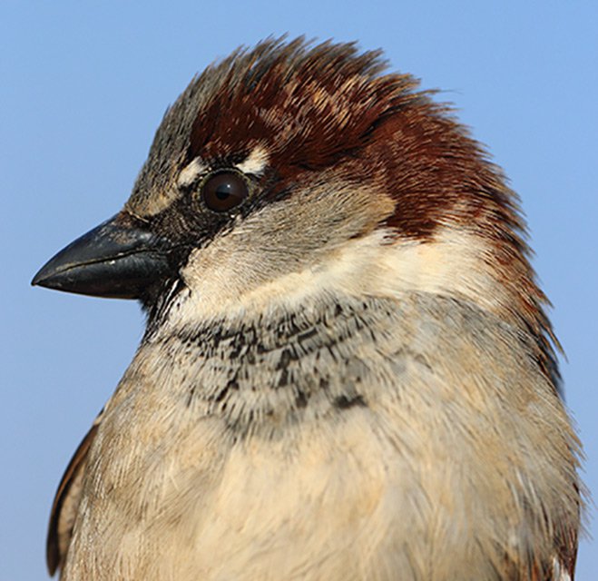 Vrabec domácí (Passer domesticus)